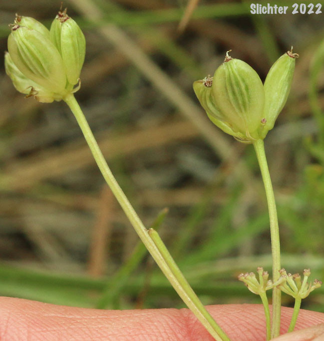 Maturing fruits of Geyer's Biscuitroot, Geyer's Desert Parsley, Geyer's Lomatium: Lomatium geyeri (Synonyms: Orogenia fusiformis var. leibergii, Orogenia leibergii, Peucedanum evittatum)