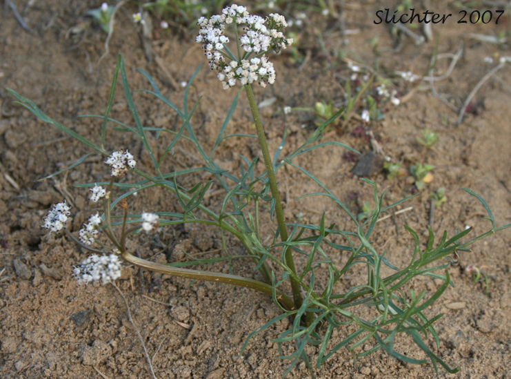 Geyer's Biscuitroot, Geyer's Desert Parsley, Geyer's Lomatium: Lomatium geyeri (Synonyms: Orogenia fusiformis var. leibergii, Orogenia leibergii, Peucedanum evittatum)