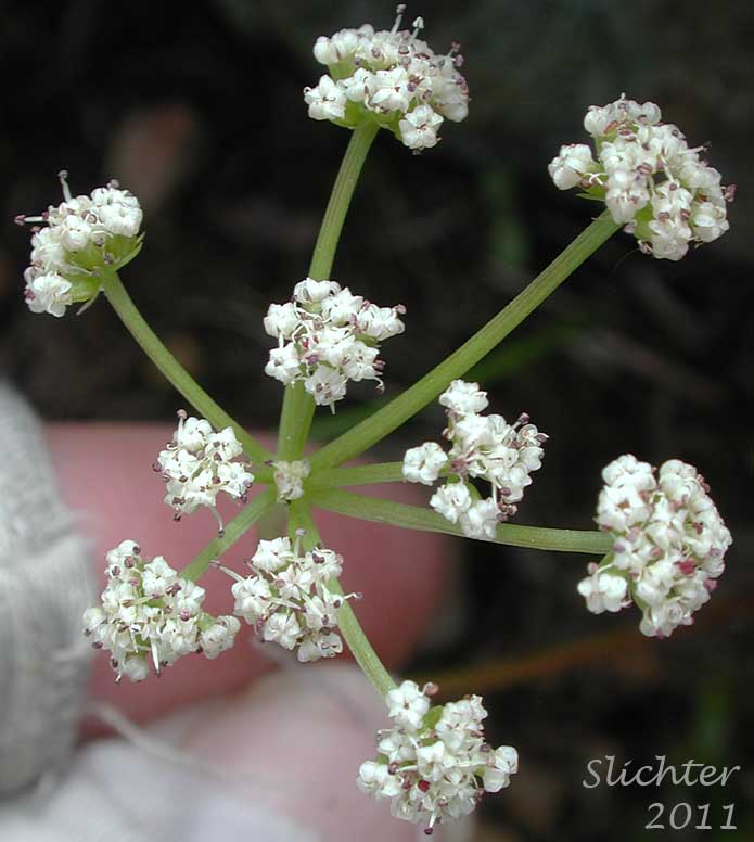 Inflorescence of Geyer's Biscuitroot, Geyer's Desert Parsley, Geyer's Lomatium: Lomatium geyeri (Synonyms: Orogenia fusiformis var. leibergii, Orogenia leibergii, Peucedanum evittatum)