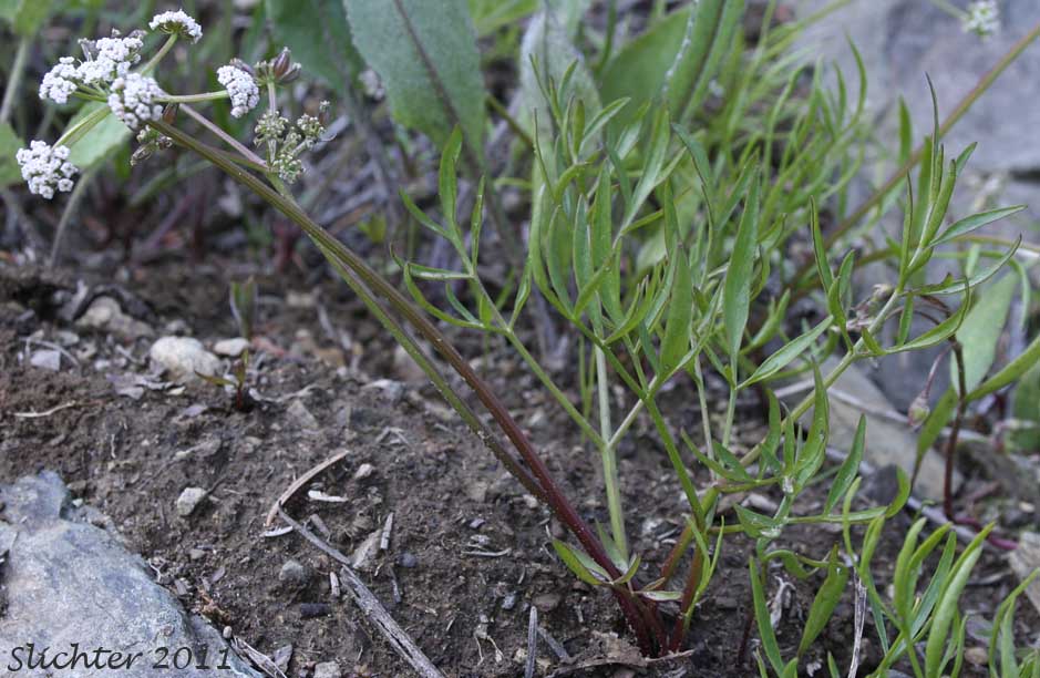 Geyer's Biscuitroot, Geyer's Desert Parsley, Geyer's Lomatium: Lomatium geyeri (Synonyms: Orogenia fusiformis var. leibergii, Orogenia leibergii, Peucedanum evittatum)