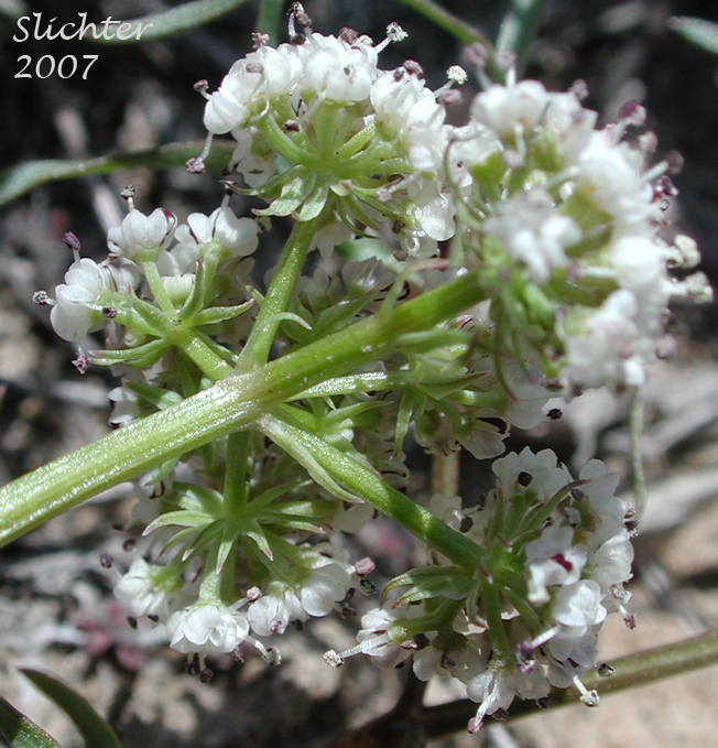 Involucel bracts of Geyer's Biscuitroot, Geyer's Desert Parsley, Geyer's Lomatium: Lomatium geyeri (Synonyms: Orogenia fusiformis var. leibergii, Orogenia leibergii, Peucedanum evittatum)