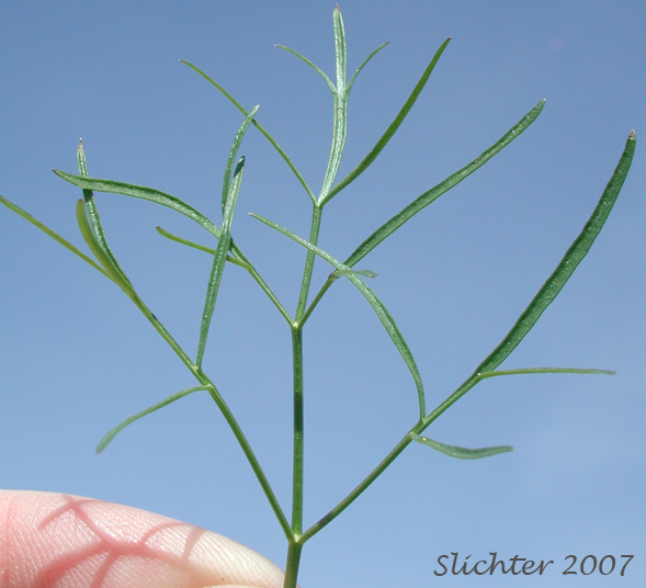 Leaf of Geyer's Biscuitroot, Geyer's Desert Parsley, Geyer's Lomatium: Lomatium geyeri (Synonyms: Orogenia fusiformis var. leibergii, Orogenia leibergii, Peucedanum evittatum)