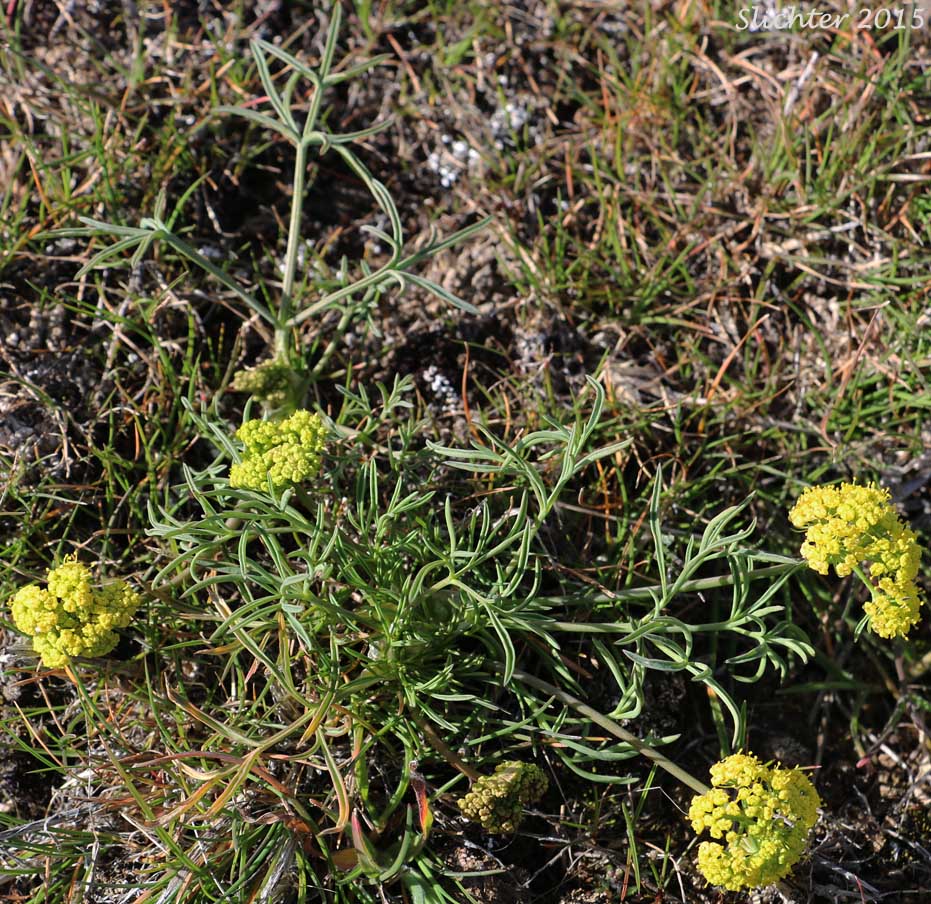 Hamblen's Desert Parsley, Hamblen's Biscuitroot, Hamblen's Desert-parsley: Lomatium farinosum var. hambleniae (Synonym: Lomatium hambleniae)