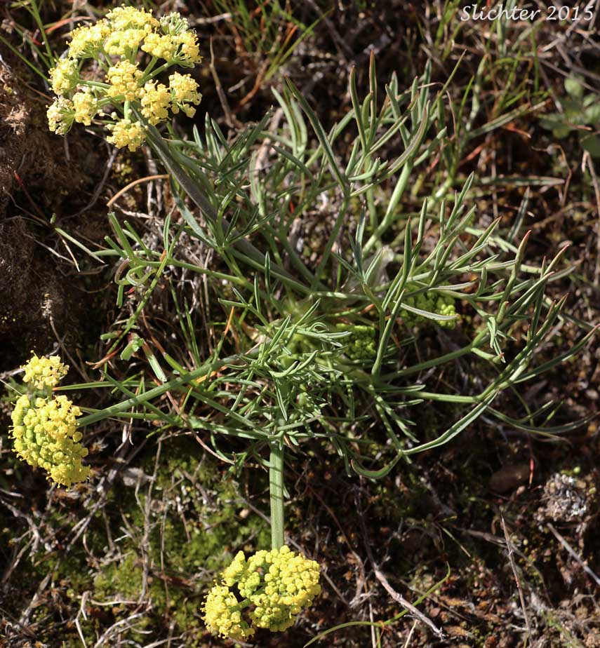 Hamblen's Desert Parsley, Hamblen's Biscuitroot, Hamblen's Desert-parsley: Lomatium farinosum var. hambleniae (Synonym: Lomatium hambleniae)