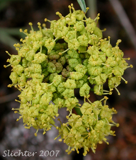 Inflorescence of Hamblen's Desert Parsley, Hamblen's Biscuitroot, Hamblen's Desert-parsley: Lomatium farinosum var. hambleniae (Synonym: Lomatium hambleniae)