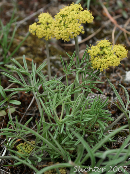 Hamblen's Desert Parsley, Hamblen's Biscuitroot, Hamblen's Desert-parsley: Lomatium farinosum var. hambleniae (Synonym: Lomatium hambleniae)