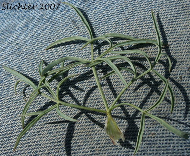 Leaf of Hamblen's Desert Parsley, Hamblen's Biscuitroot, Hamblen's Desert-parsley: Lomatium farinosum var. hambleniae (Synonym: Lomatium hambleniae)