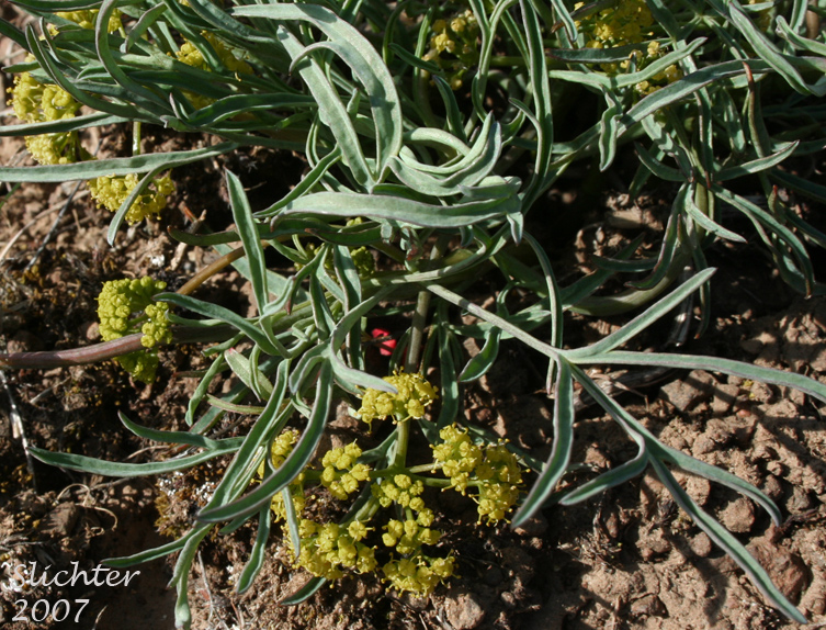 Hamblen's Desert Parsley, Hamblen's Biscuitroot, Hamblen's Desert-parsley: Lomatium farinosum var. hambleniae (Synonym: Lomatium hambleniae)
