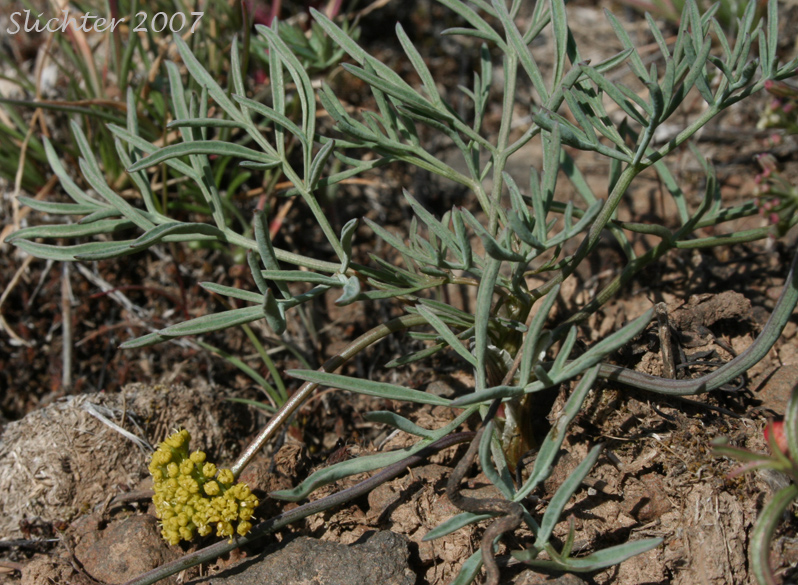 Hamblen's Desert Parsley, Hamblen's Biscuitroot, Hamblen's Desert-parsley: Lomatium farinosum var. hambleniae (Synonym: Lomatium hambleniae)