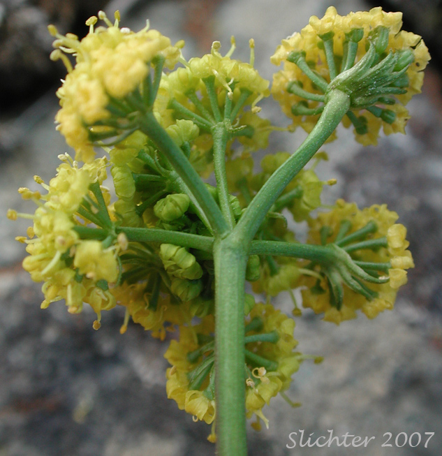 Underside of the inflorescence of Hamblen's Desert Parsley, Hamblen's Biscuitroot, Hamblen's Desert-parsley: Lomatium farinosum var. hambleniae (Synonym: Lomatium hambleniae)