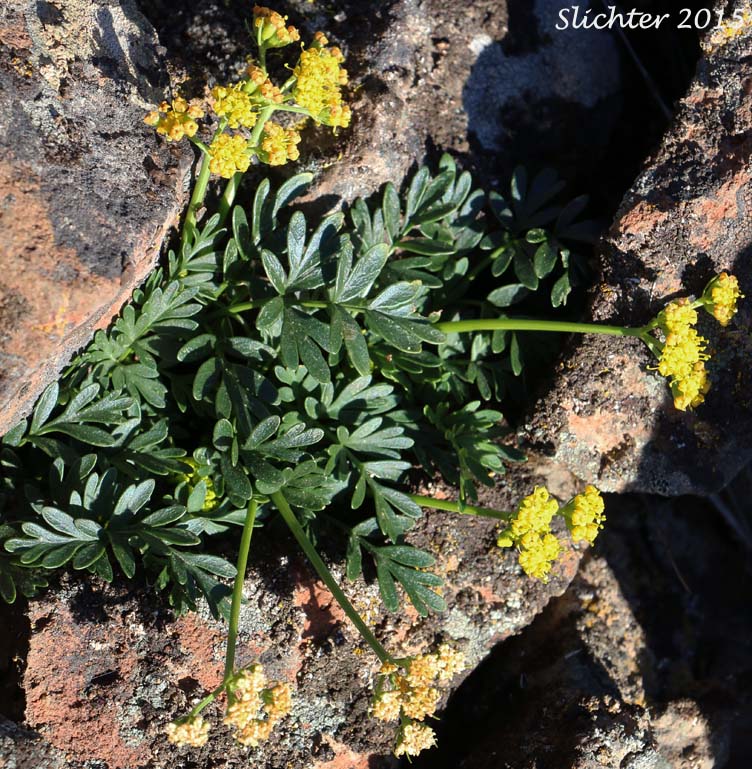 Henderson's Biscuitroot, Henderson's Desert Parsley, Henderson's Lomatium, John Day Lomatium: Lomatium hendersonii
