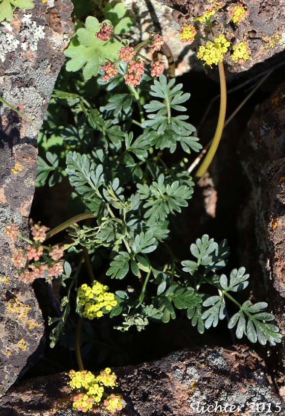 Henderson's Biscuitroot, Henderson's Desert Parsley, Henderson's Lomatium, John Day Lomatium: Lomatium hendersonii