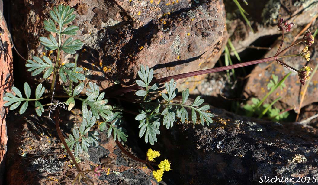 Henderson's Biscuitroot, Henderson's Desert Parsley, Henderson's Lomatium, John Day Lomatium: Lomatium hendersonii