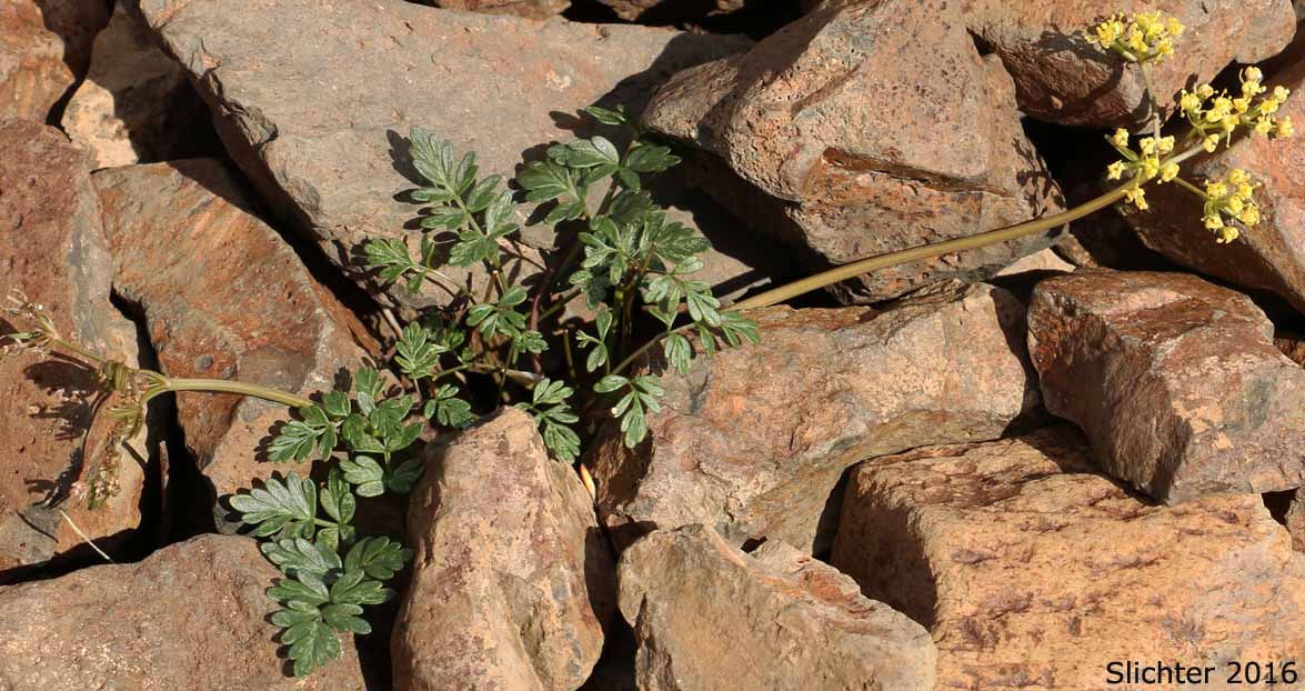 Henderson's Biscuitroot, Henderson's Desert Parsley, Henderson's Lomatium, John Day Lomatium: Lomatium hendersonii