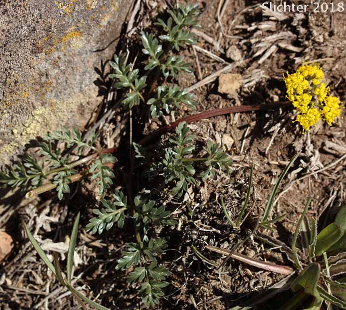 Henderson's Biscuitroot, Henderson's Desert Parsley, Henderson's Lomatium, John Day Lomatium: Lomatium hendersonii
