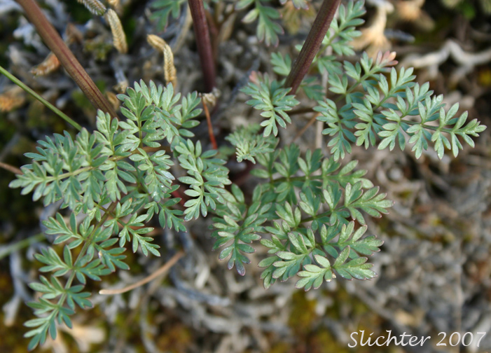 Basal leaves of Henderson's Biscuitroot, Henderson's Desert Parsley, Henderson's Lomatium: Lomatium hendersonii