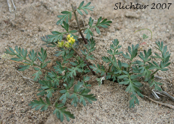 Henderson's Biscuitroot, Henderson's Desert Parsley, Henderson's Lomatium: Lomatium hendersonii