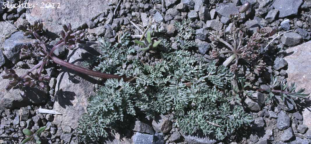 Henderson's Biscuitroot, Henderson's Desert Parsley, Henderson's Lomatium: Lomatium hendersonii