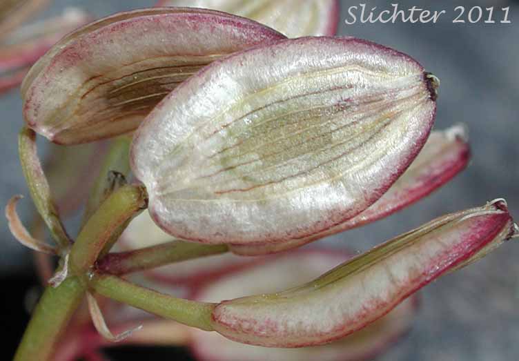Fruits of Henderson's Biscuitroot, Henderson's Desert Parsley, Henderson's Lomatium: Lomatium hendersonii