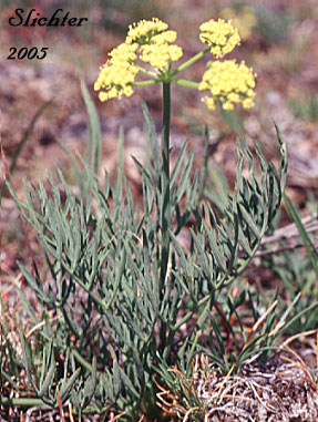 Gumbo Lomatium, Gumbo-lomatium, Slender-fruited Desert Parsley, Wasatch Desertparsley, Wasatch desert-parsley: Lomatium leptocarpum (Synonyms: Lomatium ambiguum ssp. leptocarpum, Lomatium ambiguum var. leptocarpum, Lomatium bicolor, Lomatium bicolor var. leptocarpum, Peucedanum bicolor var. gumbonis, Peucedanum leptocarpum, Peucedanum nuttallii var. leptocarpum, Peucedanum triternatum var. leptocarpum)