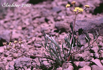 Gumbo Lomatium, Gumbo-lomatium, Slender-fruited Desert Parsley, Wasatch Desertparsley, Wasatch desert-parsley: Lomatium leptocarpum (Synonym: Lomatium bicolor var. leptocarpum)