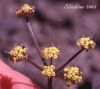 Umbel of Gumbo Lomatium, Gumbo-lomatium, Slender-fruited Desert Parsley, Wasatch Desertparsley, Wasatch desert-parsley: Lomatium leptocarpum (Synonyms: Lomatium ambiguum ssp. leptocarpum, Lomatium ambiguum var. leptocarpum, Lomatium bicolor, Lomatium bicolor var. leptocarpum, Peucedanum bicolor var. gumbonis, Peucedanum leptocarpum, Peucedanum nuttallii var. leptocarpum, Peucedanum triternatum var. leptocarpum)