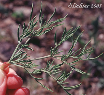 Leaf of Gumbo Lomatium, Gumbo-lomatium, Slender-fruited Desert Parsley, Wasatch Desertparsley, Wasatch desert-parsley: Lomatium leptocarpum (Synonyms: Lomatium ambiguum ssp. leptocarpum, Lomatium ambiguum var. leptocarpum, Lomatium bicolor, Lomatium bicolor var. leptocarpum, Peucedanum bicolor var. gumbonis, Peucedanum leptocarpum, Peucedanum nuttallii var. leptocarpum, Peucedanum triternatum var. leptocarpum)