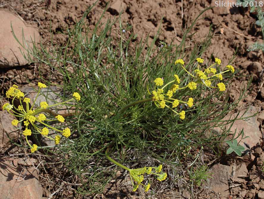 Gumbo Lomatium, Gumbo-lomatium, Slender-fruited Desert Parsley, Wasatch Desertparsley, Wasatch desert-parsley: Lomatium leptocarpum (Synonyms: Lomatium ambiguum ssp. leptocarpum, Lomatium ambiguum var. leptocarpum, Lomatium bicolor, Lomatium bicolor var. leptocarpum, Peucedanum bicolor var. gumbonis, Peucedanum leptocarpum, Peucedanum nuttallii var. leptocarpum, Peucedanum triternatum var. leptocarpum)