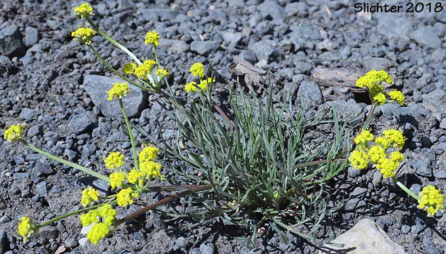 Gumbo Lomatium, Gumbo-lomatium, Slender-fruited Desert Parsley, Wasatch Desertparsley, Wasatch desert-parsley: Lomatium leptocarpum (Synonyms: Lomatium ambiguum ssp. leptocarpum, Lomatium ambiguum var. leptocarpum, Lomatium bicolor, Lomatium bicolor var. leptocarpum, Peucedanum bicolor var. gumbonis, Peucedanum leptocarpum, Peucedanum nuttallii var. leptocarpum, Peucedanum triternatum var. leptocarpum)