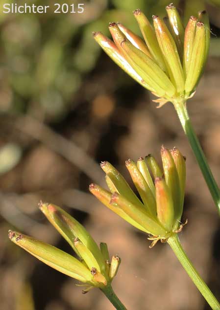 Fruits of Gumbo Lomatium, Gumbo-lomatium, Slender-fruited Desert Parsley, Wasatch Desertparsley, Wasatch desert-parsley: Lomatium leptocarpum (Synonyms: Lomatium ambiguum ssp. leptocarpum, Lomatium ambiguum var. leptocarpum, Lomatium bicolor, Lomatium bicolor var. leptocarpum, Peucedanum bicolor var. gumbonis, Peucedanum leptocarpum, Peucedanum nuttallii var. leptocarpum, Peucedanum triternatum var. leptocarpum)