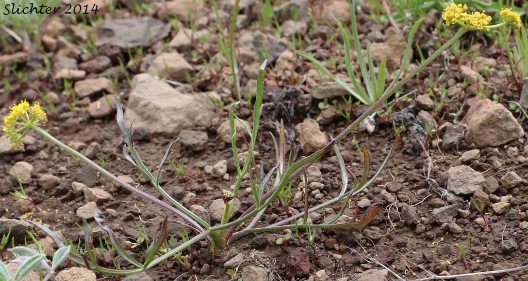 Gumbo Lomatium, Gumbo-lomatium, Slender-fruited Desert Parsley, Wasatch Desertparsley, Wasatch desert-parsley: Lomatium leptocarpum (Synonyms: Lomatium ambiguum ssp. leptocarpum, Lomatium ambiguum var. leptocarpum, Lomatium bicolor, Lomatium bicolor var. leptocarpum, Peucedanum bicolor var. gumbonis, Peucedanum leptocarpum, Peucedanum nuttallii var. leptocarpum, Peucedanum triternatum var. leptocarpum)