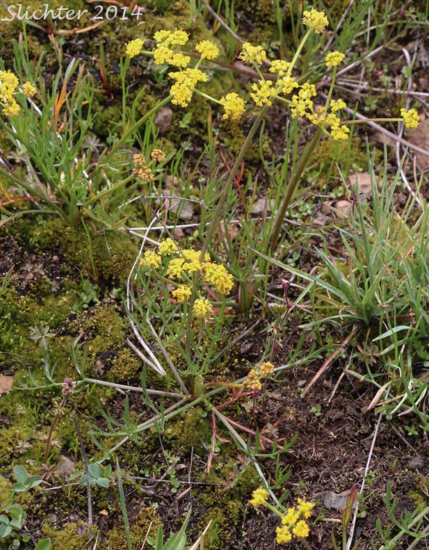 Gumbo Lomatium, Gumbo-lomatium, Slender-fruited Desert Parsley, Wasatch Desertparsley, Wasatch desert-parsley: Lomatium leptocarpum (Synonyms: Lomatium ambiguum ssp. leptocarpum, Lomatium ambiguum var. leptocarpum, Lomatium bicolor, Lomatium bicolor var. leptocarpum, Peucedanum bicolor var. gumbonis, Peucedanum leptocarpum, Peucedanum nuttallii var. leptocarpum, Peucedanum triternatum var. leptocarpum)