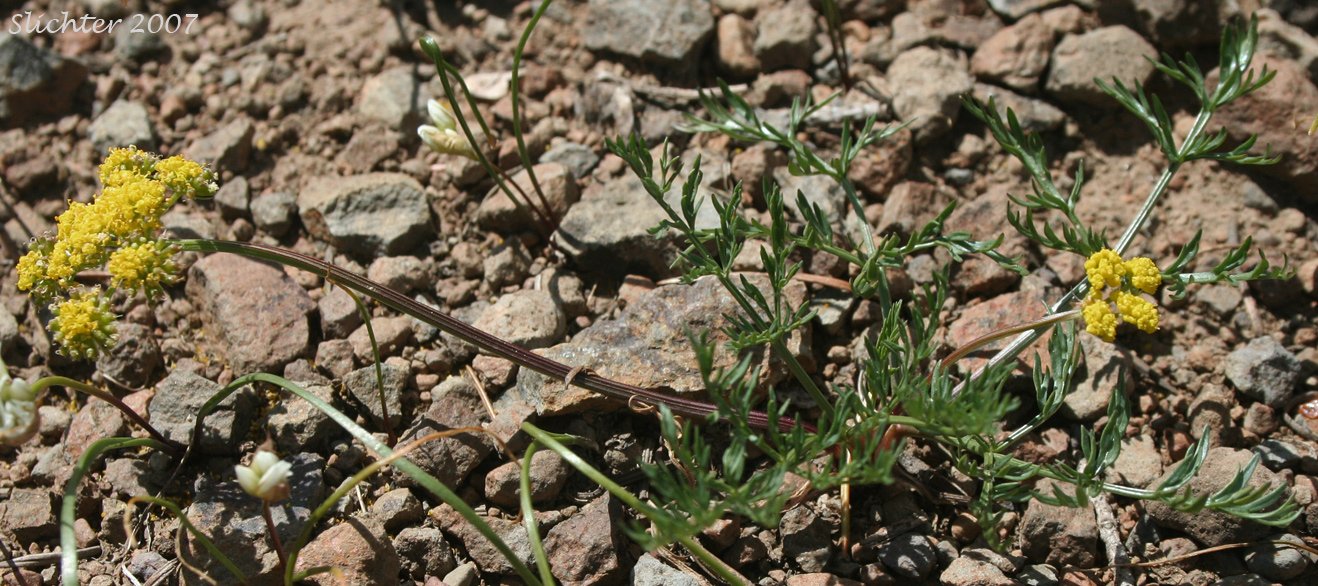 Gumbo Lomatium, Gumbo-lomatium, Slender-fruited Desert Parsley, Wasatch Desertparsley, Wasatch desert-parsley: Lomatium leptocarpum (Synonyms: Lomatium ambiguum ssp. leptocarpum, Lomatium ambiguum var. leptocarpum, Lomatium bicolor, Lomatium bicolor var. leptocarpum, Peucedanum bicolor var. gumbonis, Peucedanum leptocarpum, Peucedanum nuttallii var. leptocarpum, Peucedanum triternatum var. leptocarpum)