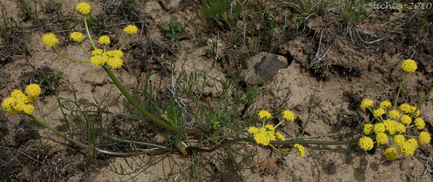 Gumbo Lomatium, Gumbo-lomatium, Slender-fruited Desert Parsley, Wasatch Desertparsley, Wasatch desert-parsley: Lomatium leptocarpum (Synonyms: Lomatium ambiguum ssp. leptocarpum, Lomatium ambiguum var. leptocarpum, Lomatium bicolor, Lomatium bicolor var. leptocarpum, Peucedanum bicolor var. gumbonis, Peucedanum leptocarpum, Peucedanum nuttallii var. leptocarpum, Peucedanum triternatum var. leptocarpum)