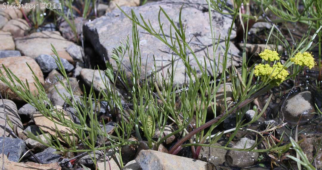 Gumbo Lomatium, Gumbo-lomatium, Slender-fruited Desert Parsley, Wasatch Desertparsley, Wasatch desert-parsley: Lomatium leptocarpum (Synonym: Lomatium bicolor var. leptocarpum)