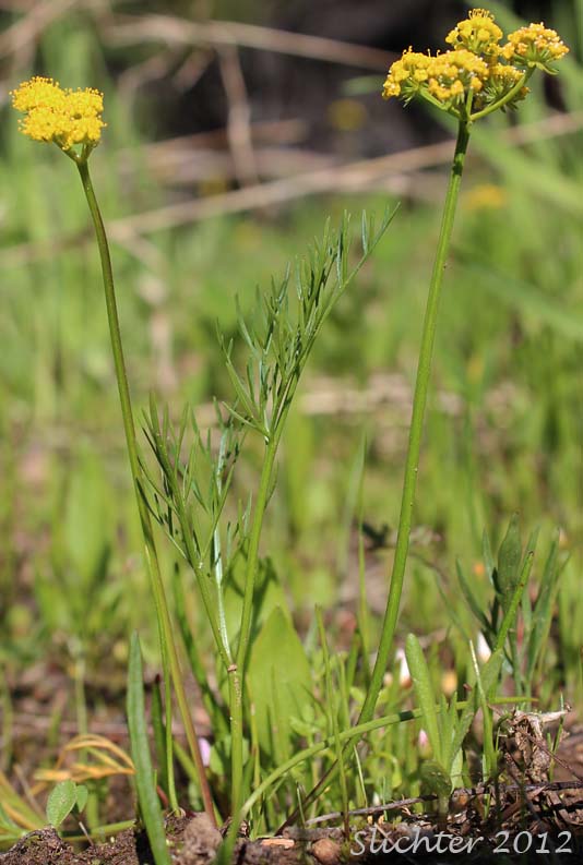 Gumbo Lomatium, Gumbo-lomatium, Slender-fruited Desert Parsley, Wasatch Desertparsley, Wasatch desert-parsley: Lomatium leptocarpum (Synonyms: Lomatium ambiguum ssp. leptocarpum, Lomatium ambiguum var. leptocarpum, Lomatium bicolor, Lomatium bicolor var. leptocarpum, Peucedanum bicolor var. gumbonis, Peucedanum leptocarpum, Peucedanum nuttallii var. leptocarpum, Peucedanum triternatum var. leptocarpum)