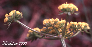 Umbel of Gumbo Lomatium, Gumbo-lomatium, Slender-fruited Desert Parsley, Wasatch Desertparsley, Wasatch desert-parsley: Lomatium leptocarpum (Synonyms: Lomatium ambiguum ssp. leptocarpum, Lomatium ambiguum var. leptocarpum, Lomatium bicolor, Lomatium bicolor var. leptocarpum, Peucedanum bicolor var. gumbonis, Peucedanum leptocarpum, Peucedanum nuttallii var. leptocarpum, Peucedanum triternatum var. leptocarpum)