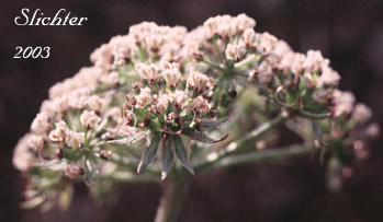 Umbel of Biscuit Root, Bigseed Biscuitroot, Bigseed Lomatium, Gray-leaf Desert Parsley, Large-fruit Desert Parsley, Large-fruited Lomatium: Lomatium macrocarpum (Synonyms: Cogswellia macrocarpa, Ferula macrocarpa, Lomatium flavum, Lomatium macrocarpum var. artemisiarum, Lomatium macrocarpum var. ellipticum, Peucedanum macrocarpum)