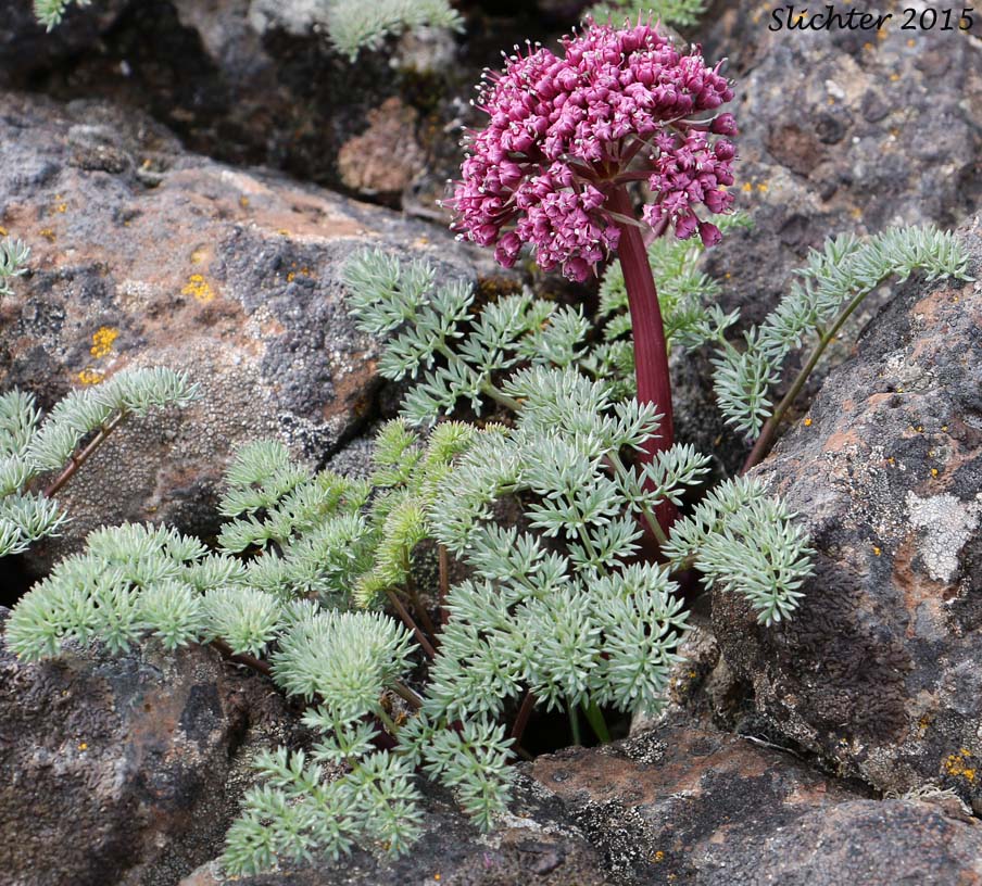 John Day Valley Desert Parsley, John Day River Lomatium: Lomatium minus