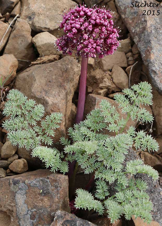 John Day Valley Desert Parsley, John Day River Lomatium: Lomatium minus