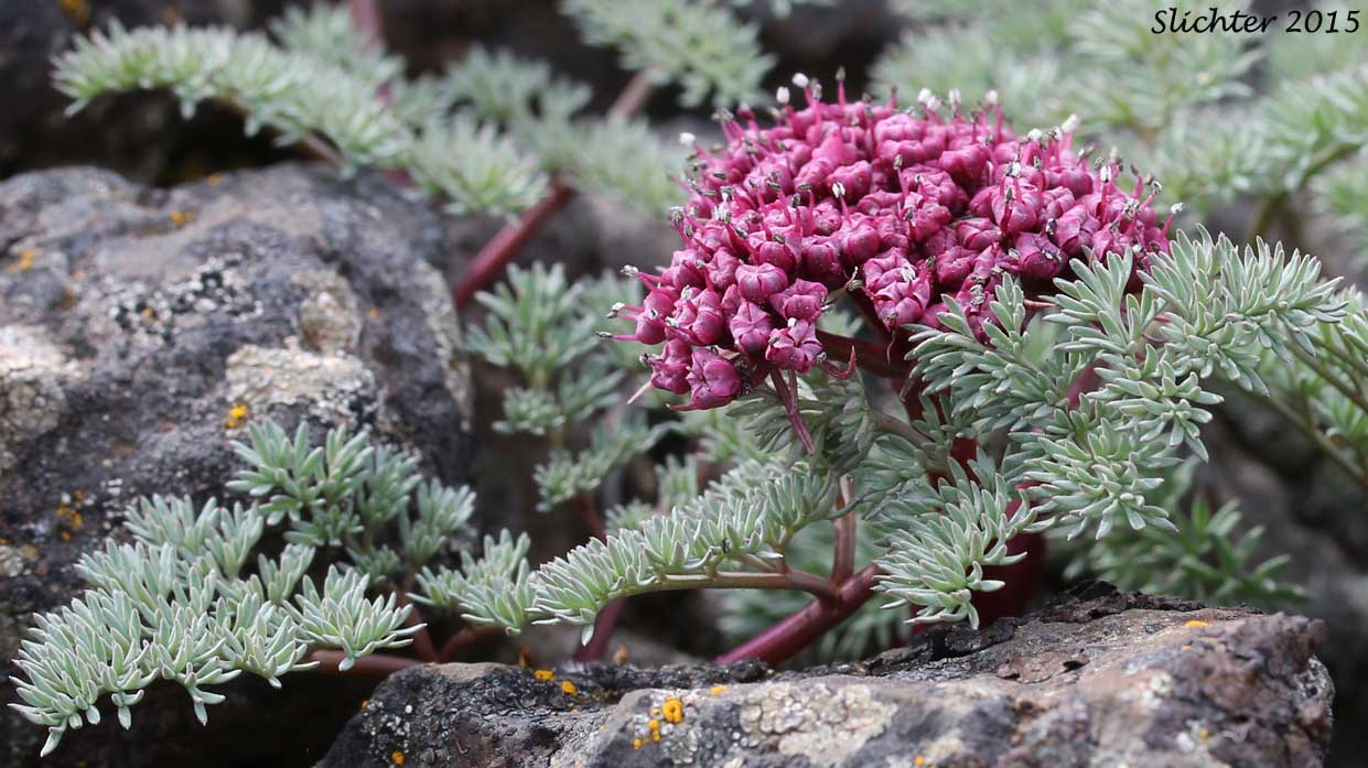 John Day Valley Desert Parsley, John Day River Lomatium: Lomatium minus