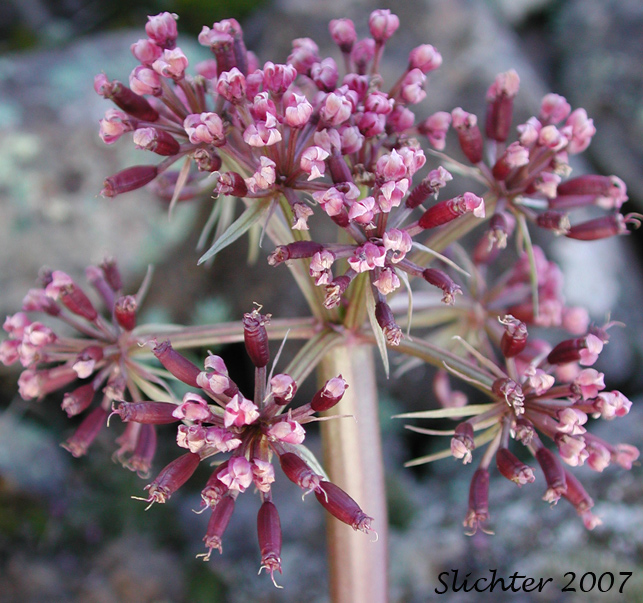 Inflorescence of John Day Valley Desert Parsley, John Day River Lomatium: Lomatium minus