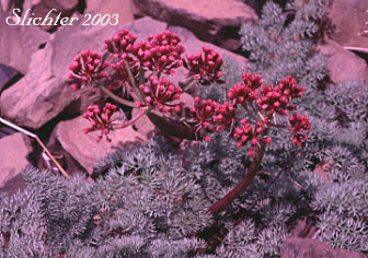 John Day Valley Desert Parsley, John Day River Lomatium: Lomatium minus