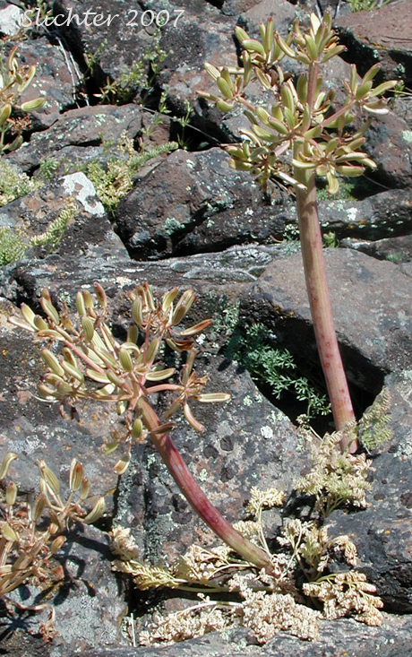 John Day Valley Desert Parsley, John Day River Lomatium: Lomatium minus going to fruit.