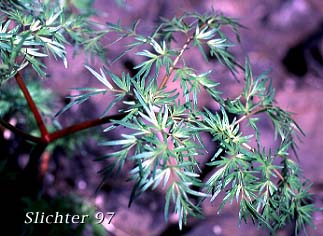 Carrotleaf Desert Parsley, Fern-leaf Desert Parsley, Fern-leaf Biscuitroot: Lomatium multifidum (Synonyms: Leptotaenia multifida, Lomatium dissectum var. eatonii, Lomatium dissectum var. multifidum)