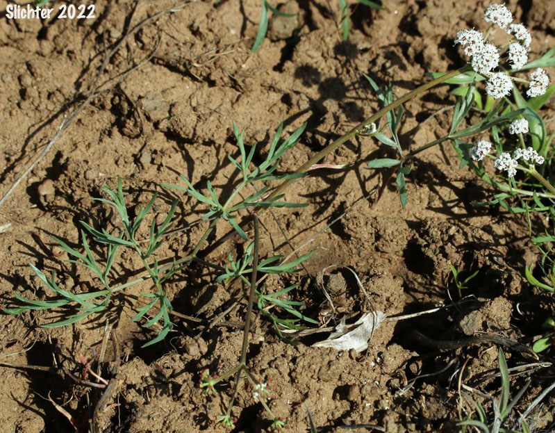 Indian Biscuitroot, Salt and Pepper, Piper's Desert Parsley: Lomatium piperi (Synonym: Cogswellia piperi)