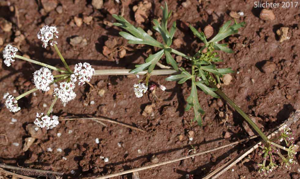 Indian Biscuitroot, Salt and Pepper, Piper's Desert Parsley: Lomatium piperi (Synonym: Cogswellia piperi)