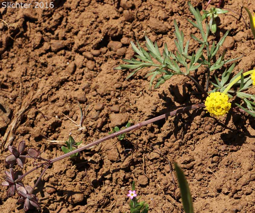 Indian Biscuitroot, Salt and Pepper, Piper's Desert Parsley: Lomatium piperi (Synonym: Cogswellia piperi)