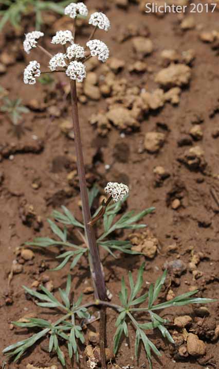 Indian Biscuitroot, Salt and Pepper, Piper's Desert Parsley: Lomatium piperi (Synonym: Cogswellia piperi)