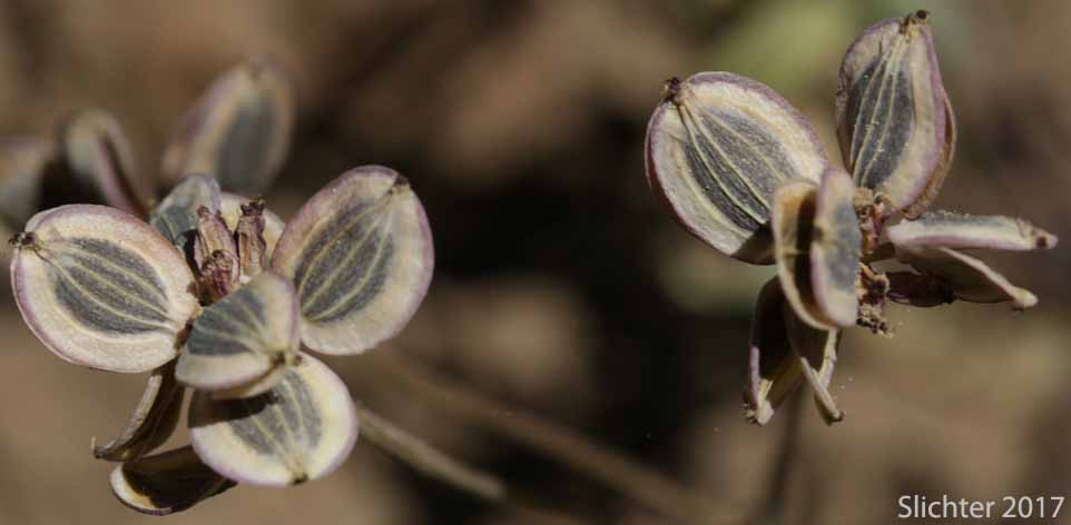 Indian Biscuitroot, Salt and Pepper, Piper's Desert Parsley: Lomatium piperi (Synonym: Cogswellia piperi)